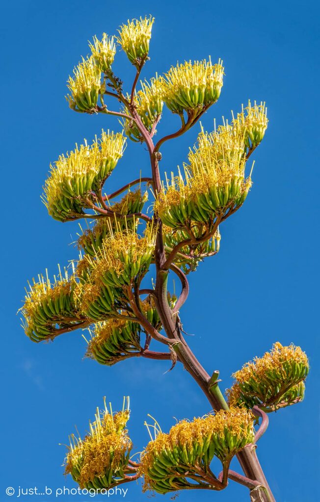 Closer view of blooming Agave yellow flower clusters.