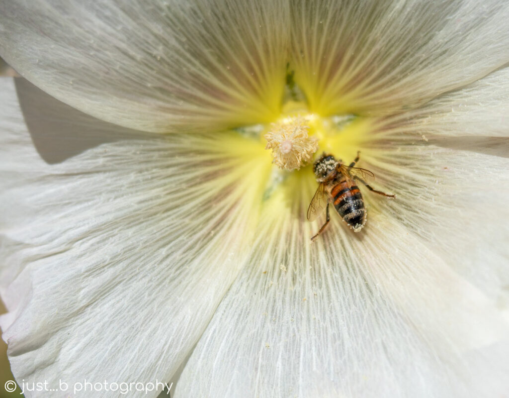 Bee gathering pollen inside white hollyhock flower.
