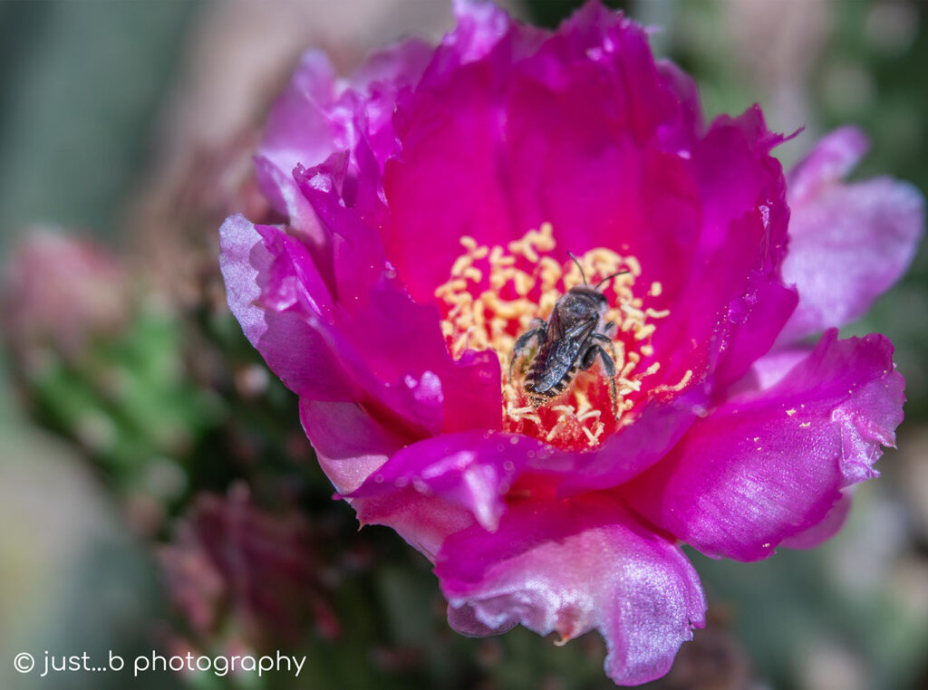 Bee gathering pollen inside magenta pink prickly pear flower.