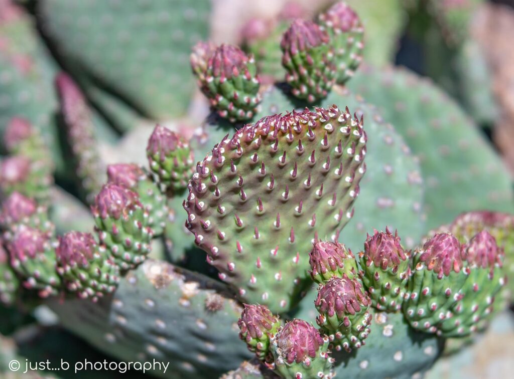 Budding Prickly Pear plant with a new paddle too!
