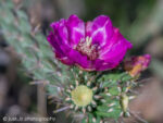 Magenta Cholla cactus flower in full bloom.