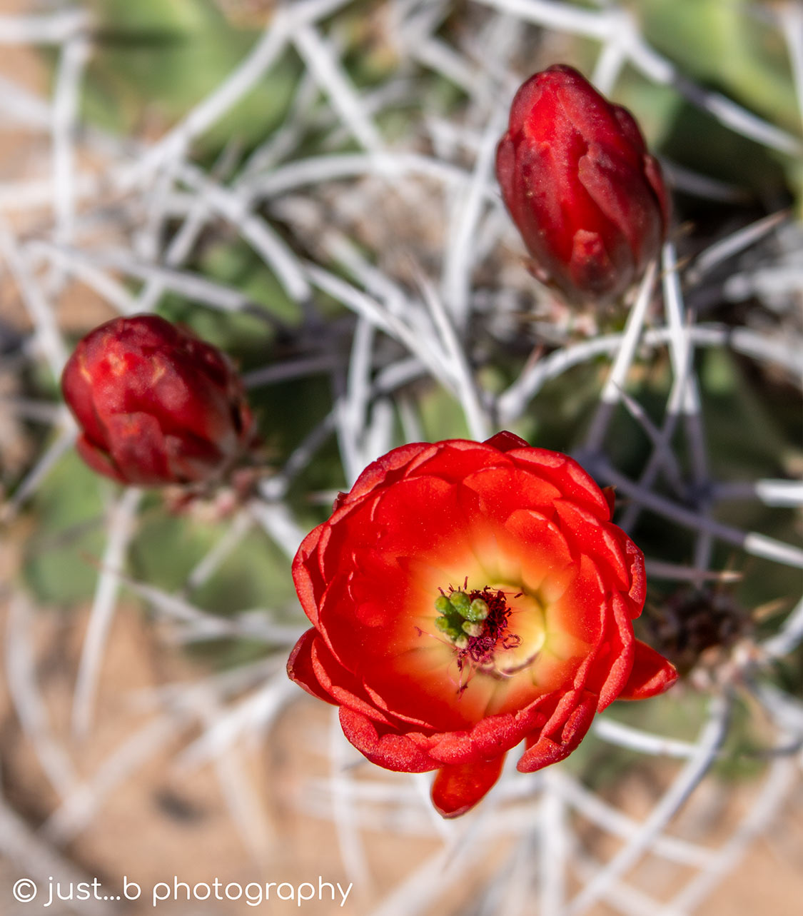 Overview looking down into a red claret cup cactus flower.