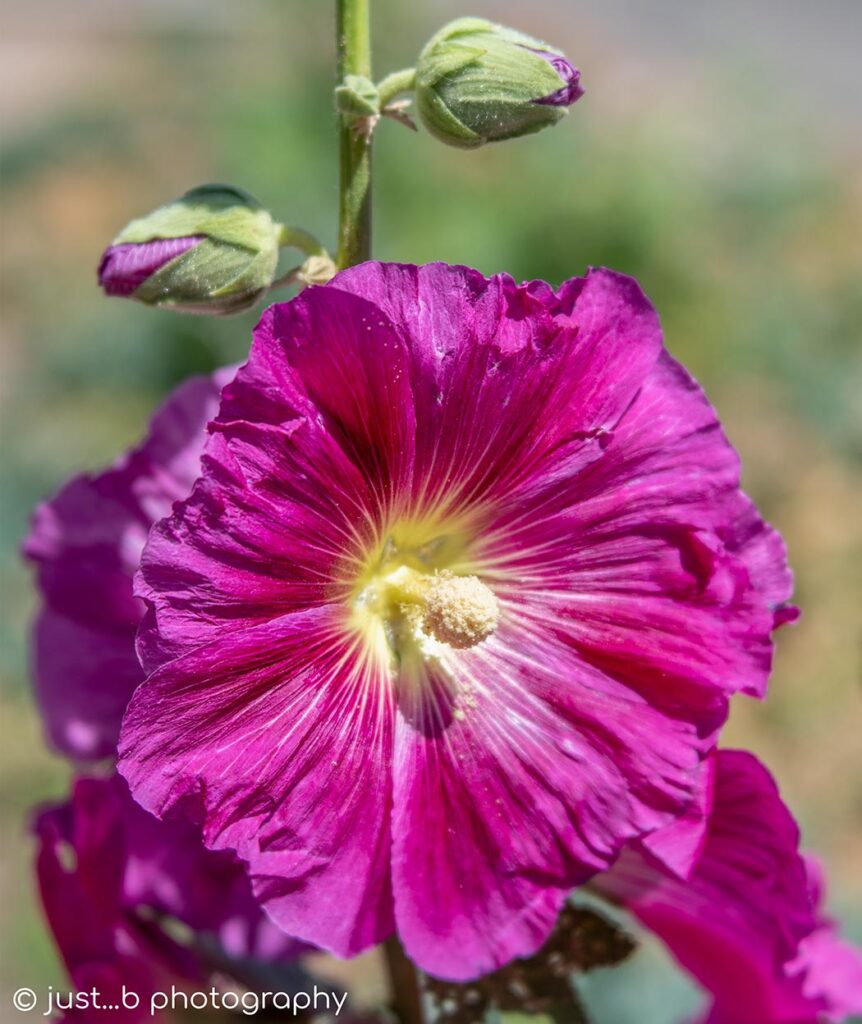 Magenta pink Hollyhock flower bloom.