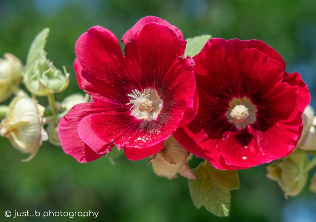 Side by side dark pink Hollyhock flower blooms.