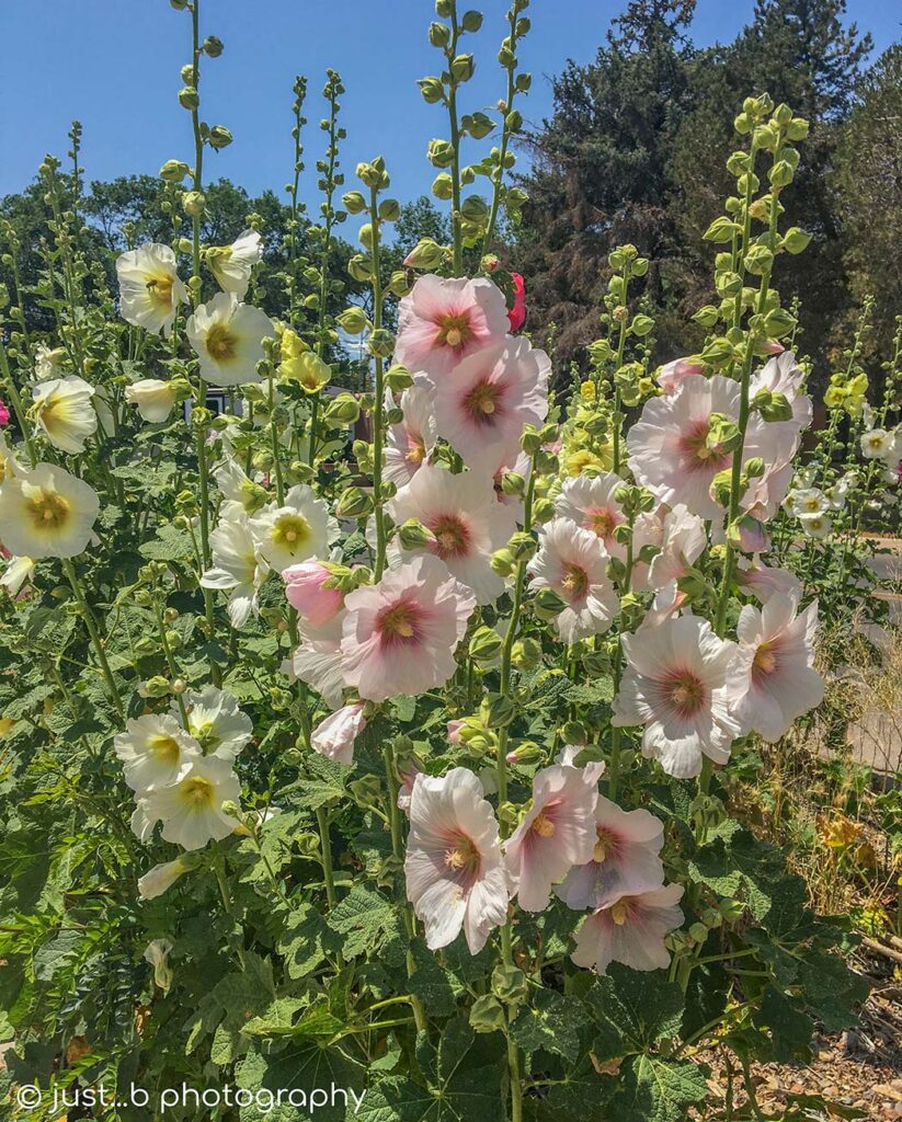 Pink and white flowering hollyhock plants.