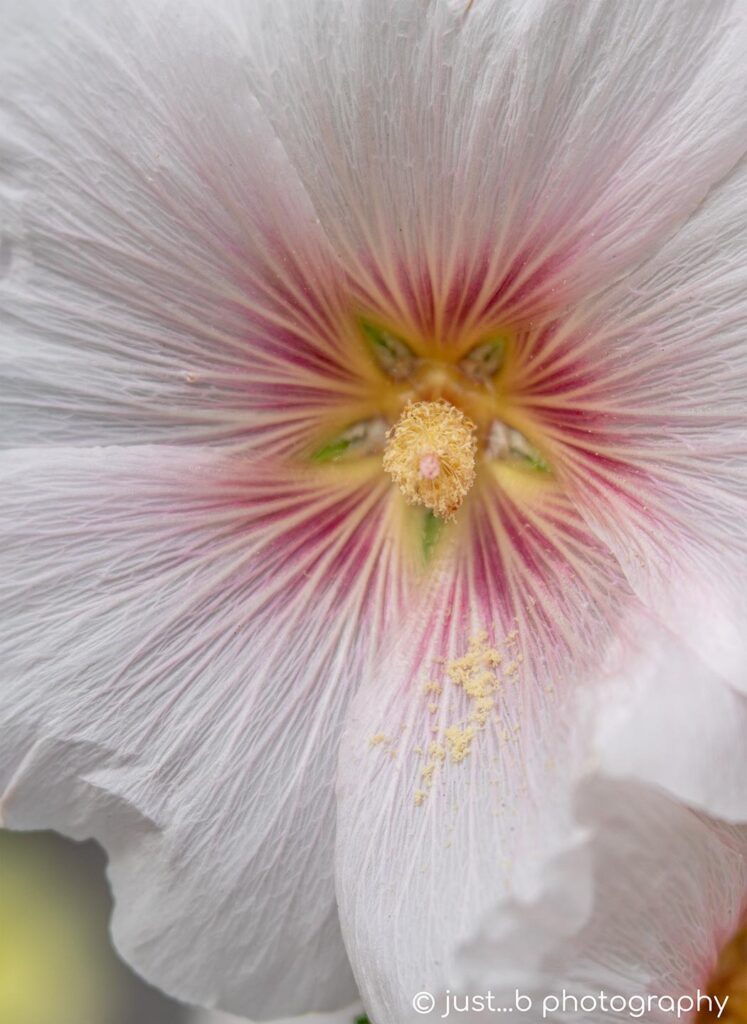 Pale pink hollyhock flower close-up with star-shaped center.