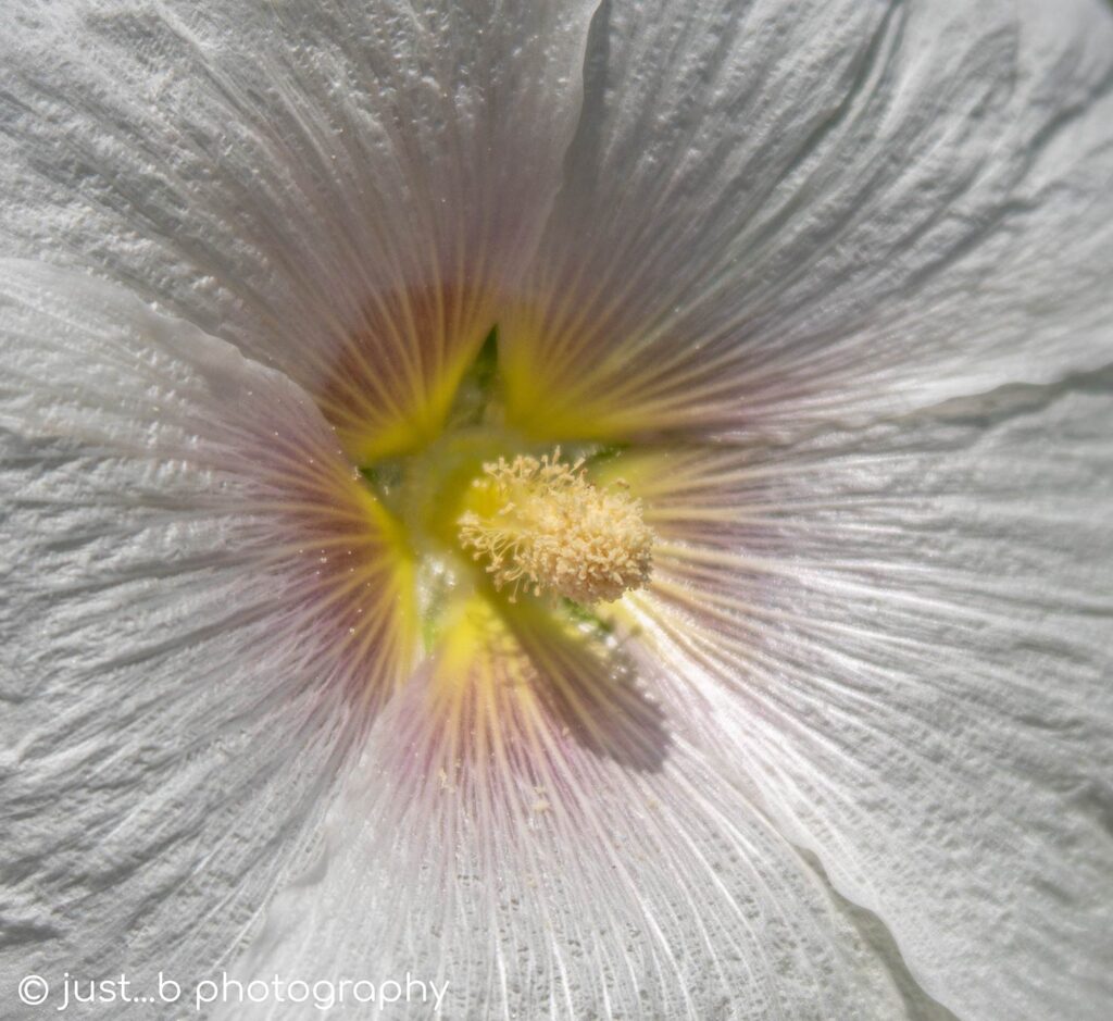 Close-up of white hollyhock flower with star-shaped center.