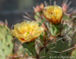 Yellow prickly pear cactus flower blooms.