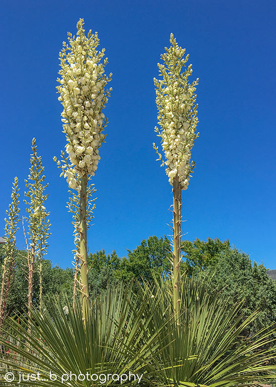 Blooming yucca pants with tall spires covered in white flowers.
