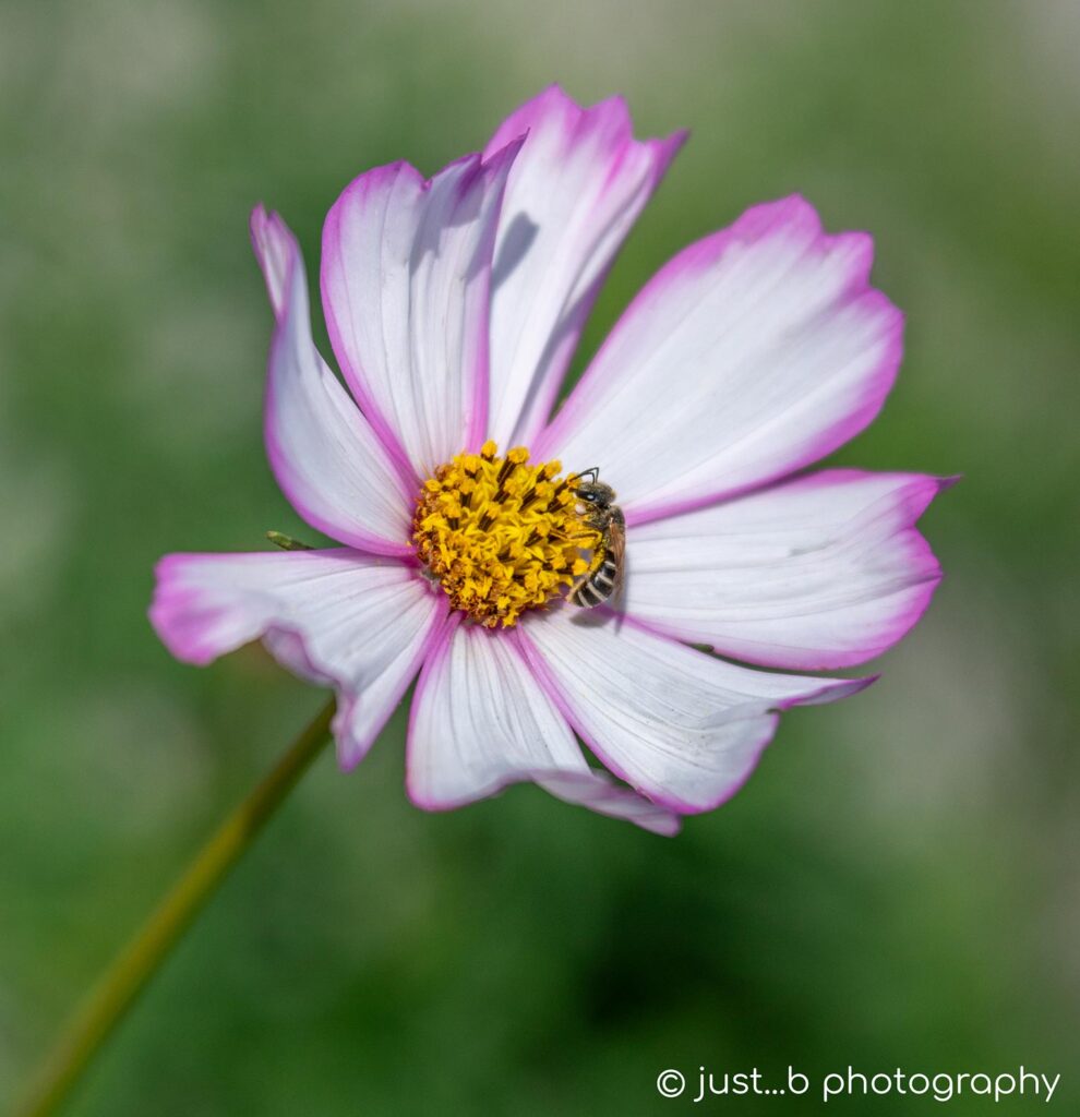 Little bee gathering pollen on yellow center of white and pink cosmos flower.