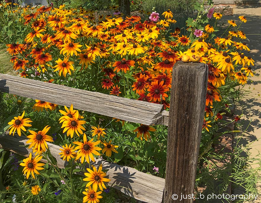 Colorful Black-Eyed Susan flowers by old wood fence.