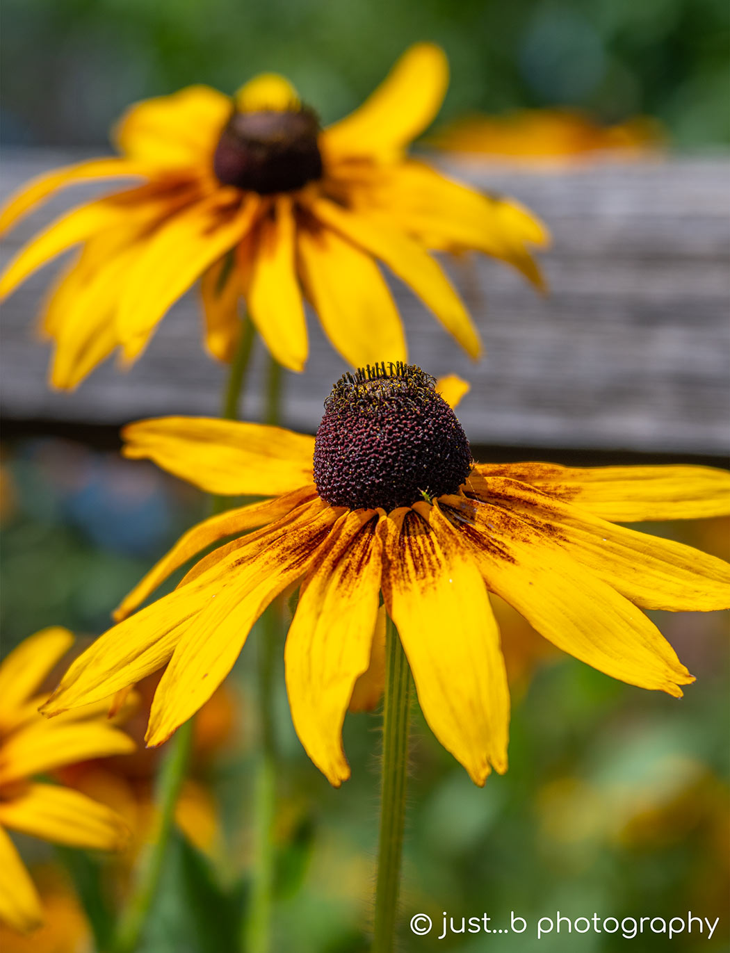 Golden yellow black-eyed Susan flowers in summer garden.