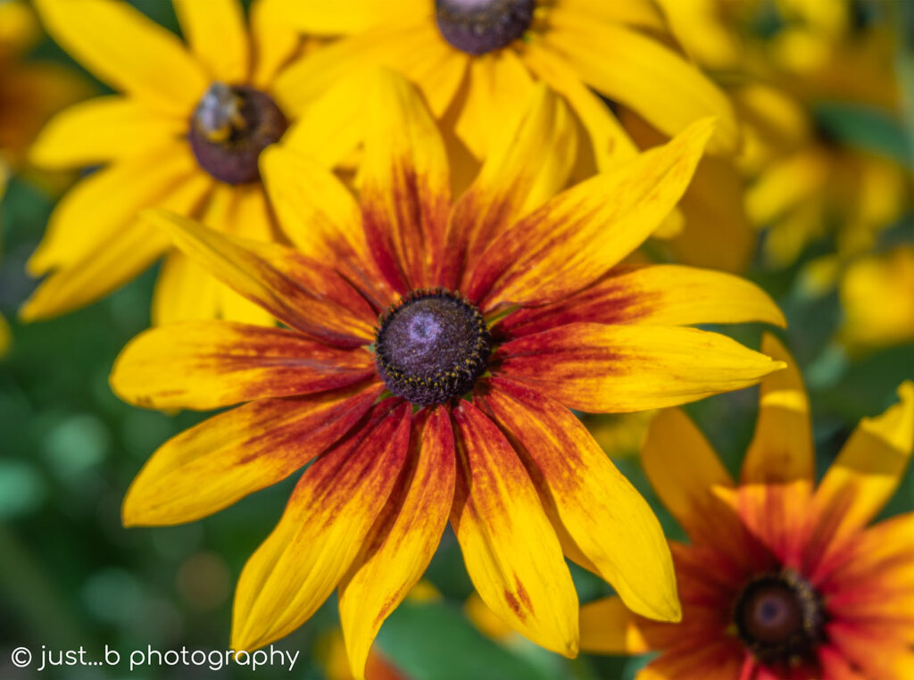 Golden black-eyed Susan flowers with burnt orange centers.