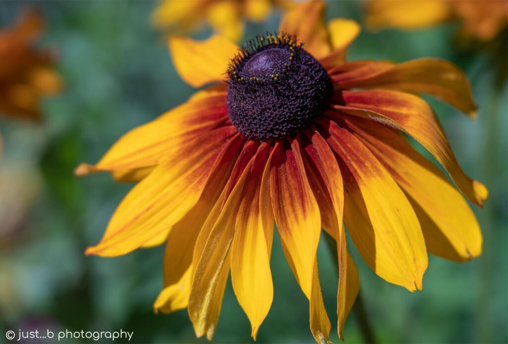 Close-up of solitary Black-Eyed Susan flower.