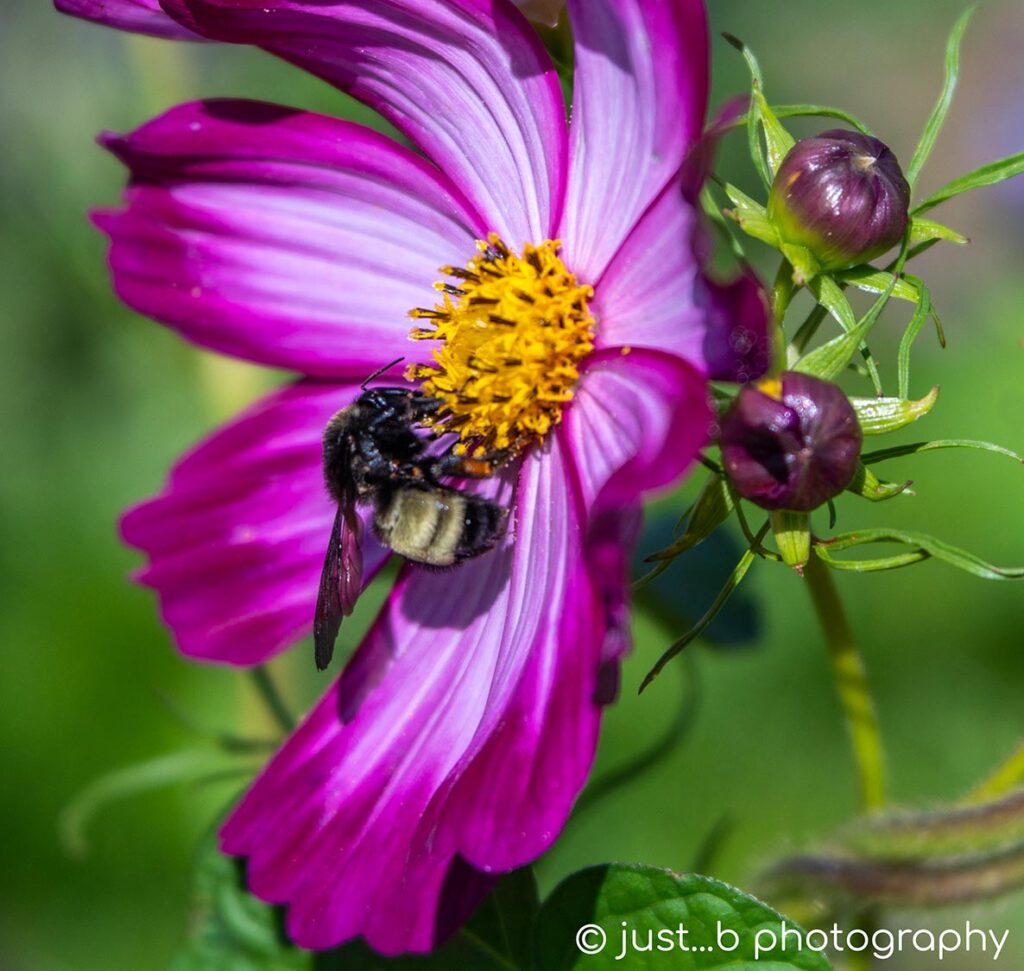 Bumble bee gathering pollen on pink and white cosmos flower.