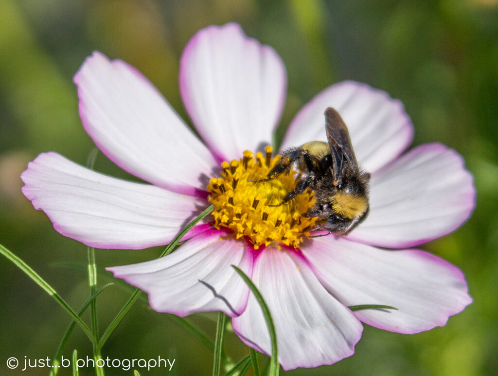 Bumble bee gathering pollen on yellow cosmos flower center.