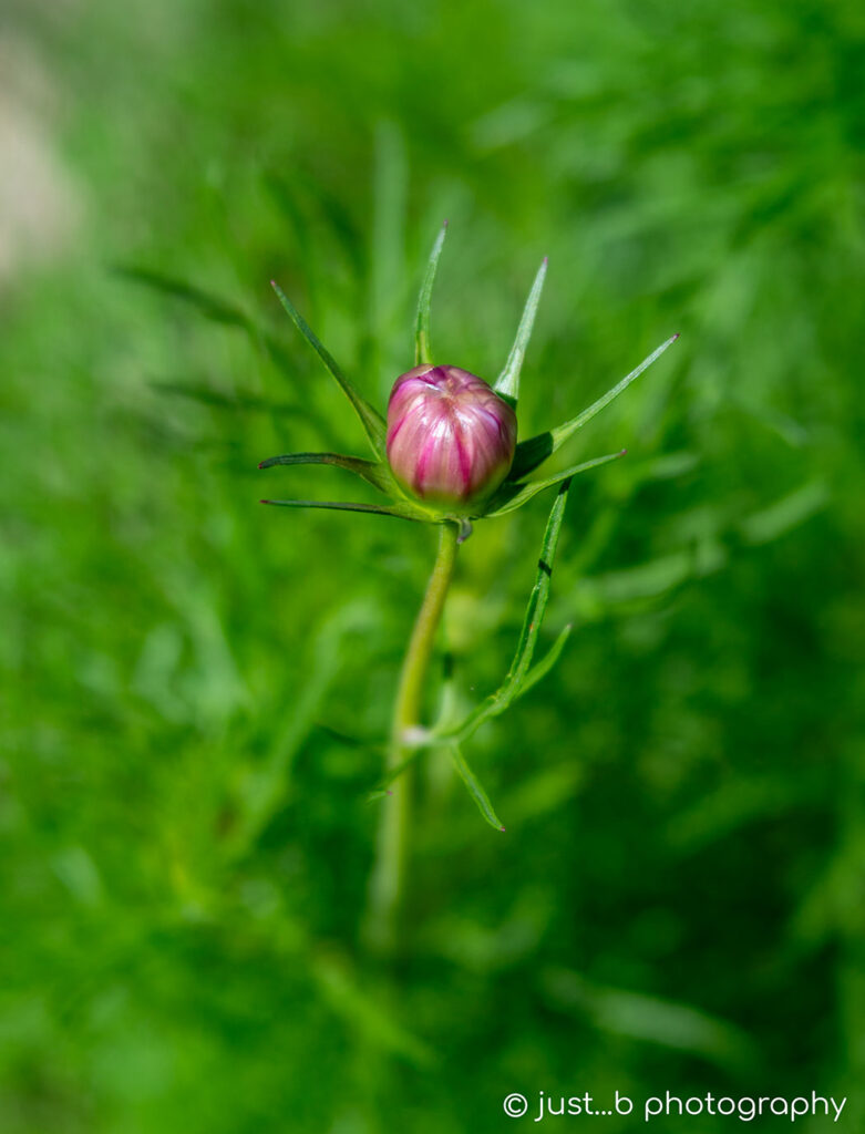 Pink cosmos flower bud surrounded by green foliage.