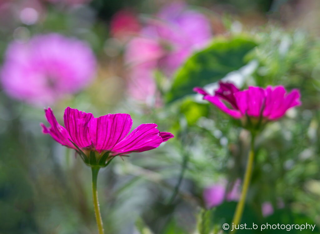 Magenta Cosmos flowers in busy summer garden.