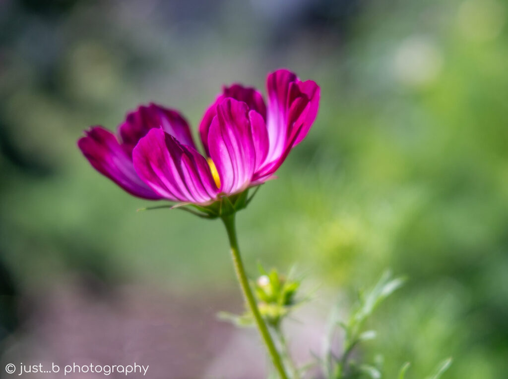 Sideview of magenta Cosmos flower in summer garden.
