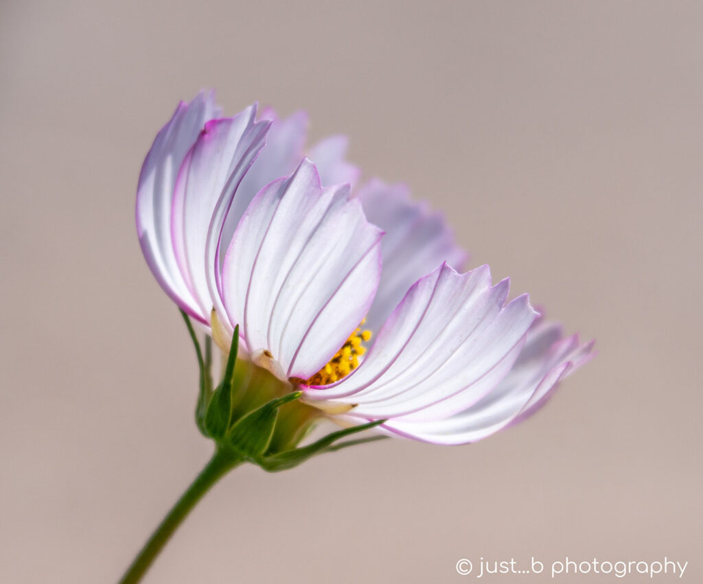 Sideview of a delicate white cosmos flower with soft pink trimming on edges.