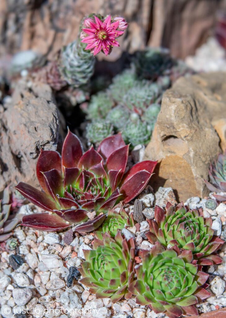 Hens and chicks succulent plants with flowering offshoot.
