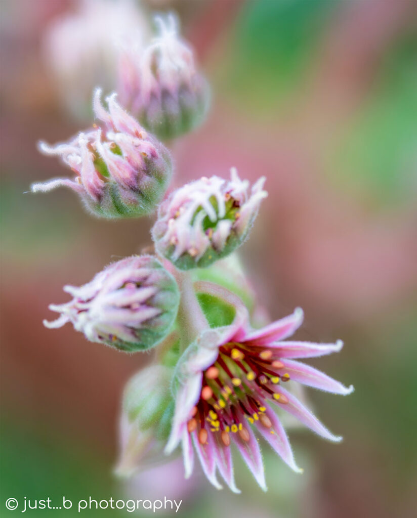 Hens and chicks succulent plant flowers.