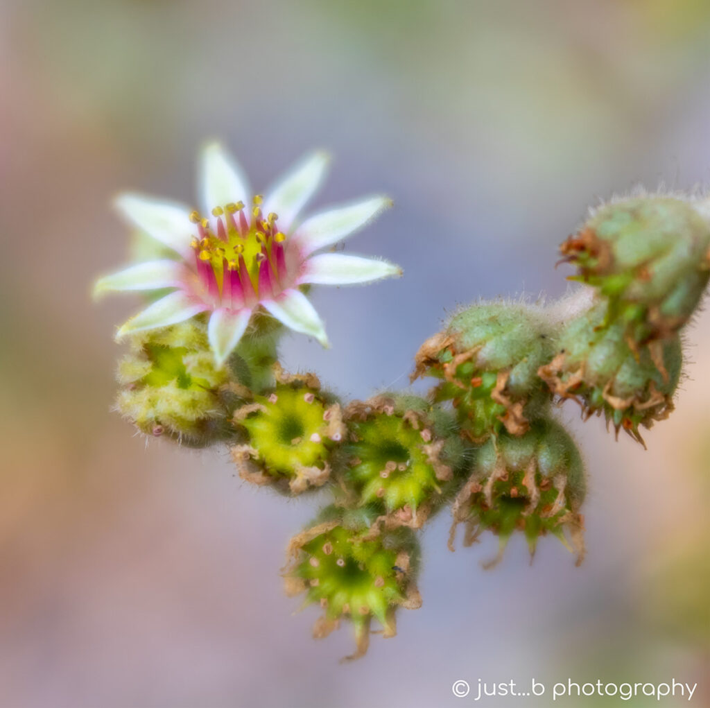 White hens and chicks succulent flower with soft focus background.