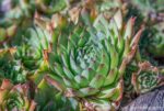 Hens and chicks succulent plant in garden with its rosette form.