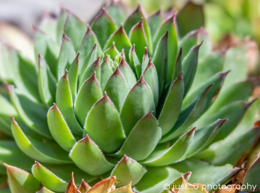 Hens and chicks succulent plant with its rosette form.