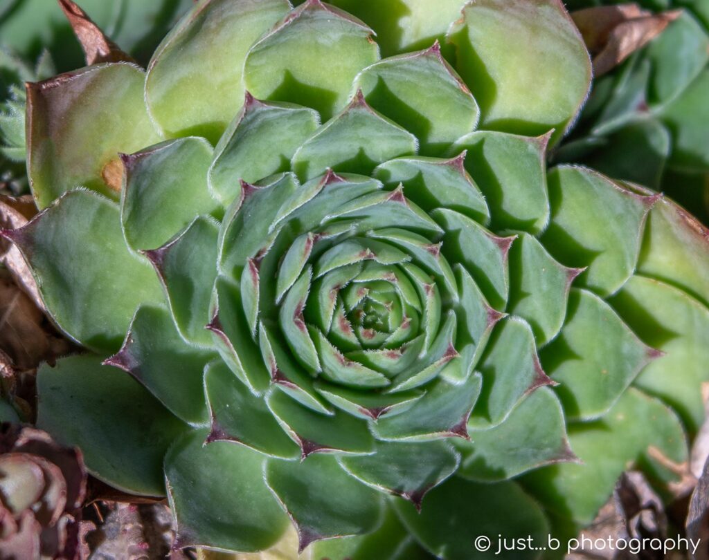 Close-up rosette form of a hens and chicks succulent plant.