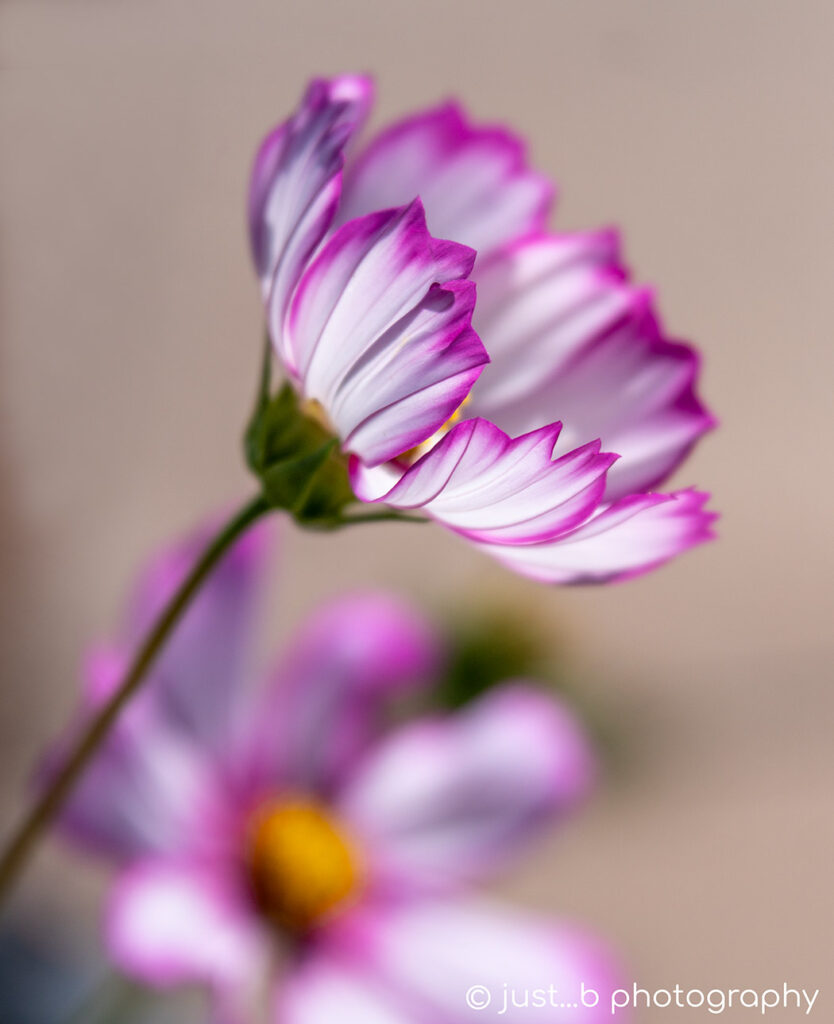 Sideview of white cosmos flower trimmed in Magenta