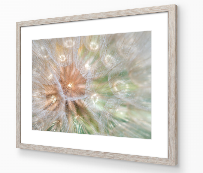 Framed Salsify Seedhead print example.