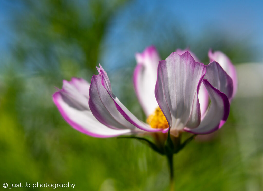 White cosmos flower trimmed in pink appearing to be swirling.