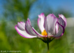 White cosmos flower trimmed in pink appearing to be swirling.