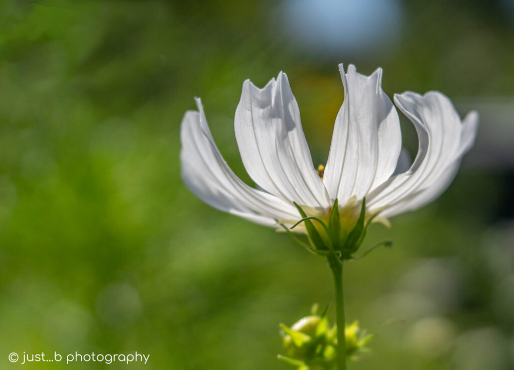 White backlit Cosmos flower in summer garden opening to the morning sun.