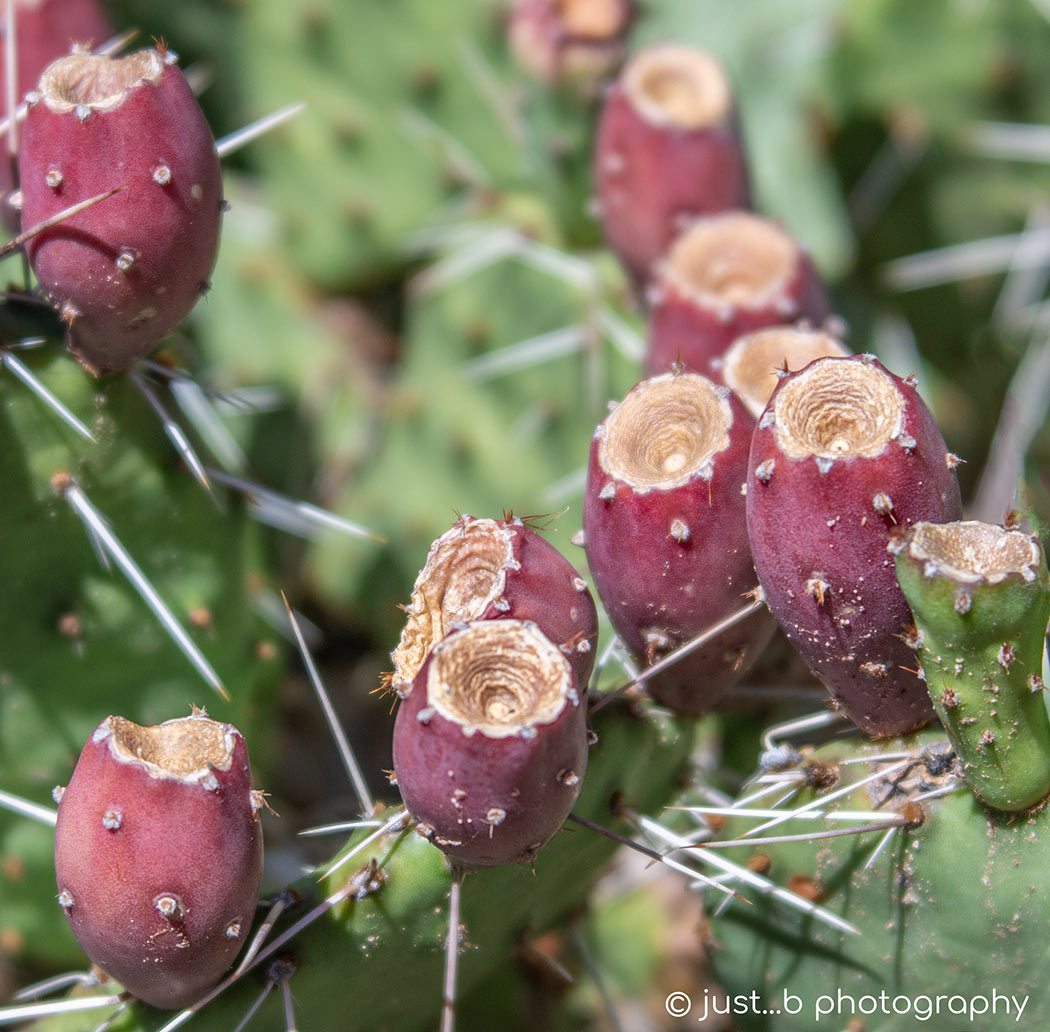 Red prickly pear cactus fruit.