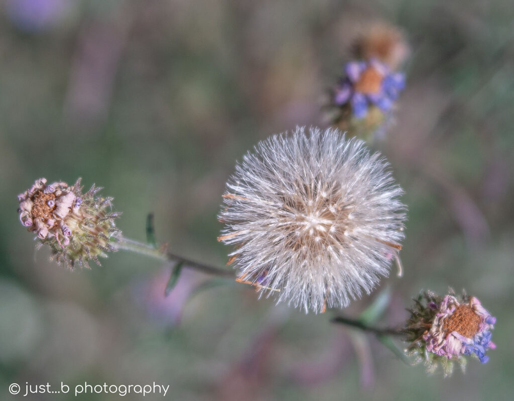 White, round purple Aster seed head after flower bloom..