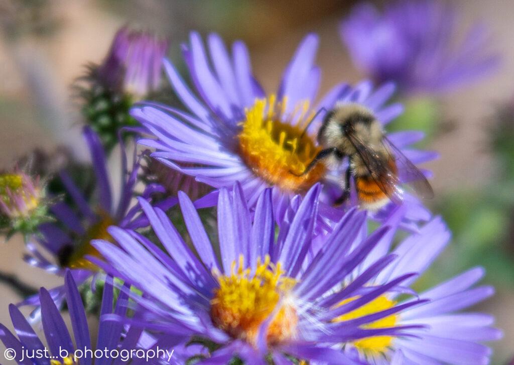 Orange belted bumble bee gathering pollen on purple asters.