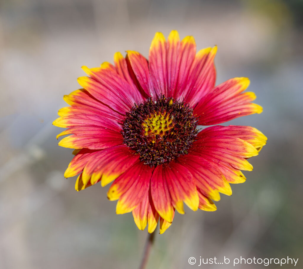 Indian Blanket wildflower close-up.