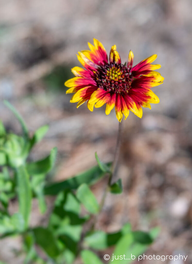 Soliatery Indian Blanket wildflower in fall.
