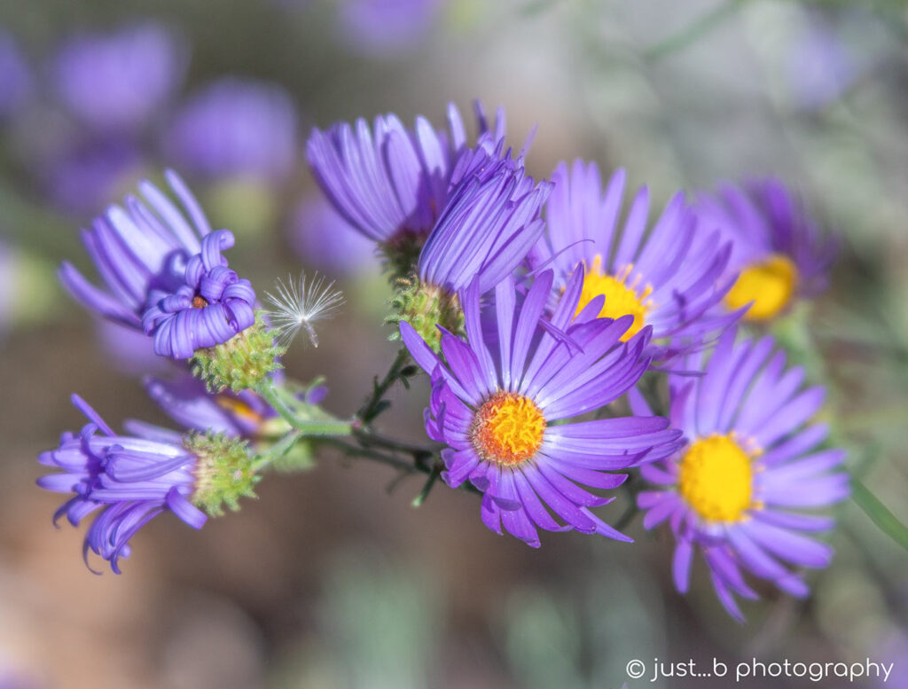 Cluster of daisy-like purple Aster wildflowers.