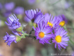Cluster of daisy-like purple Aster wildflowers.