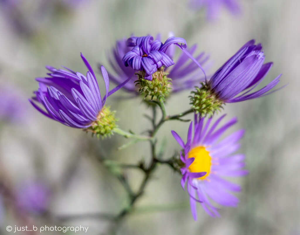 Purple aster wildflowers close-up.