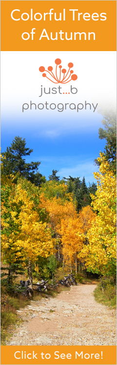 Colorful Autumn trees banner