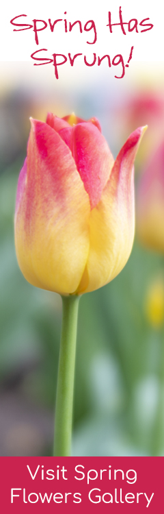 Spring 2026 gallery banner.