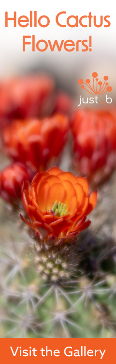 just...b vertical banner to cactus flowers gallery