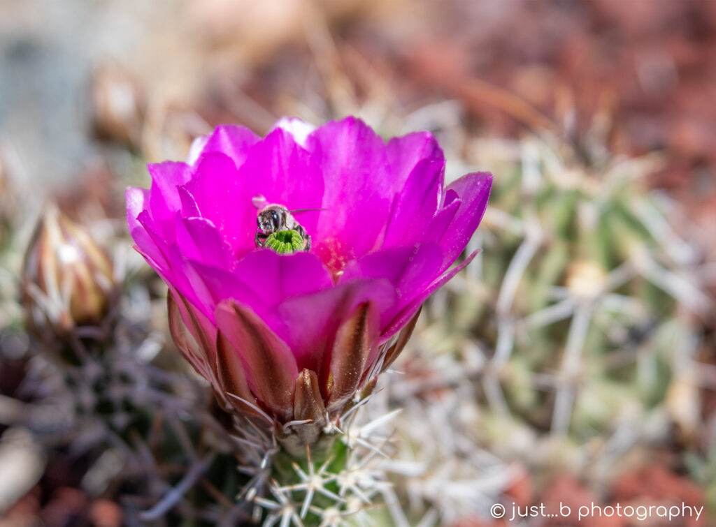 Bee Gathering Pollen Inside Magenta Pink Barrel Cactus Flower
