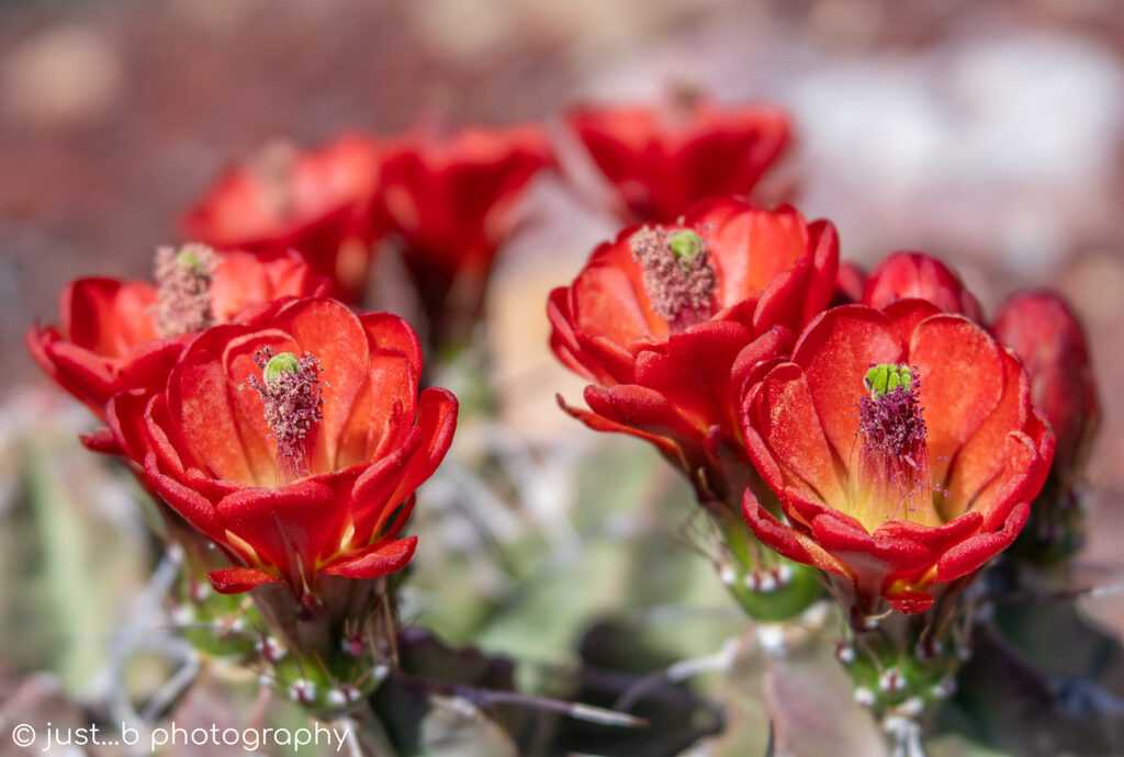 Cluster of Scarlet Red Claret Cups Cactus Flowers