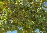 Big apricot tree filled with golden fruit.