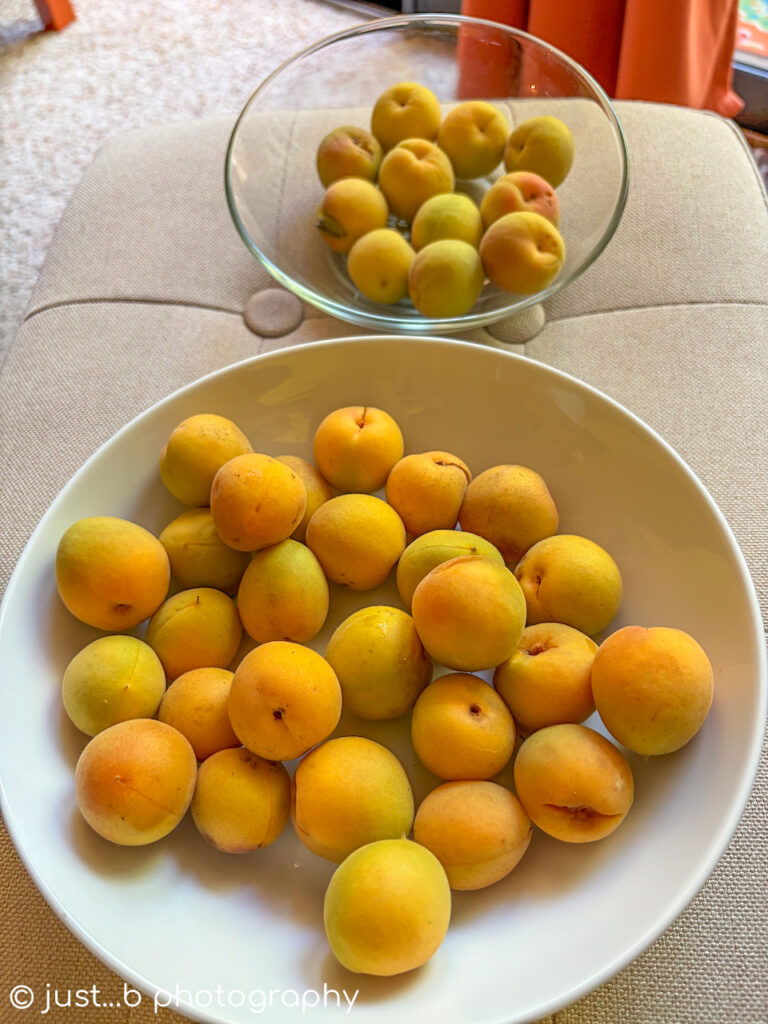 Freshly picked, local Santa Fe golden apricots